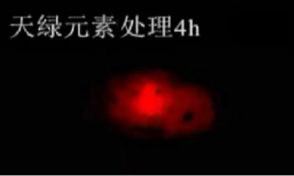 斑馬魚實(shí)驗(yàn)天綠元素處理-4h.png 斑馬魚實(shí)驗(yàn)天綠元素處理-4h.png