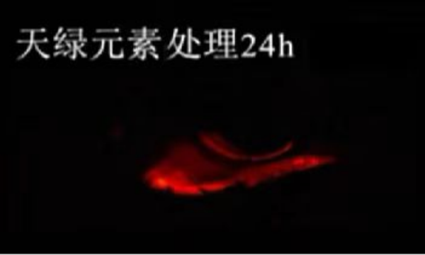 斑馬魚實(shí)驗(yàn)天綠元素處理-24h.png 斑馬魚實(shí)驗(yàn)天綠元素處理-24h.png